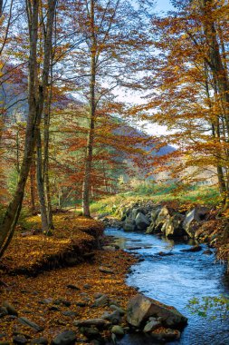 Kayın ormanındaki dağ suyu deresi. Sonbaharda güzel doğa manzarası güneşli bir günde