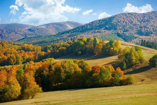 Herfst Landschap Bergen Beukenbomen Grasheuvel Heerlijk Zonnig Weer Een Zonnige — Stockfoto