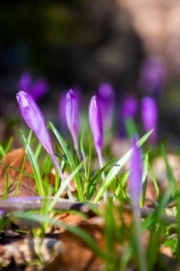Orman açıklığında mor renkli çiçek. Baharın güneşli bir gününde güzel doğa manzarası