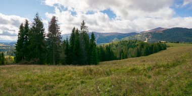Dağlardaki çayırlarda çam ağaçları. Gökyüzünde bulutlar olan sonbahar havası. Güzel Karpatya manzarası. panoraminc görünümü