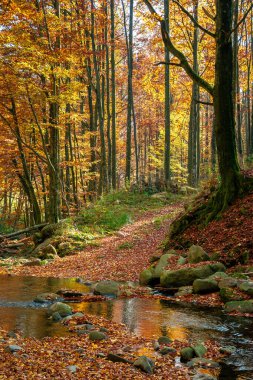 Sonbahar ormanındaki dağ nehri. Sahilde kayalar ve düşen yapraklar. Sarı ve kırmızı yapraklı ağaçlar. muhteşem doğa sonbahar manzarası