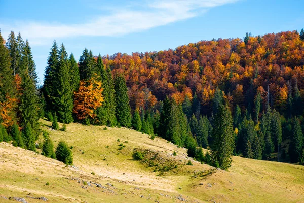 Mountain Landscape Autumn Forest Fall Foliage Top Hill Spruce Trees — Stock Photo, Image