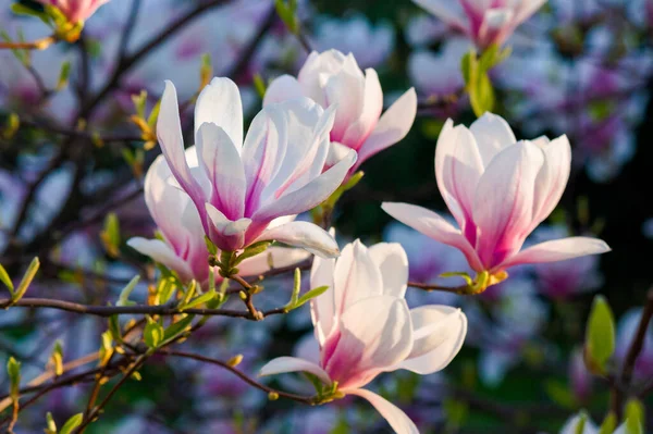 Blossom Pink Magnolia Beautiful Nature Background Evening Light — Stock Photo, Image