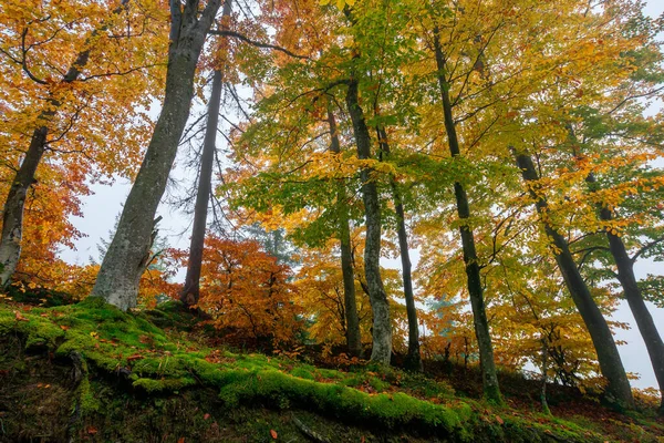カラフルな葉のブナの木 霧の森の風景 カラフルな葉 自然背景 — ストック写真