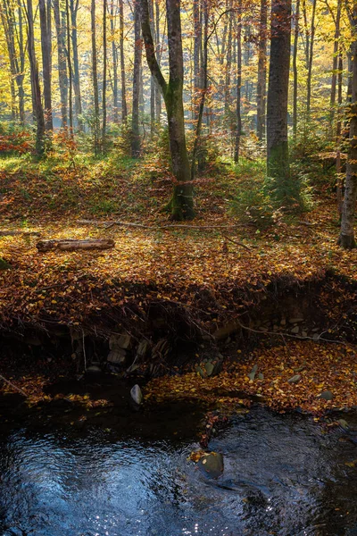 Arroyo Agua Montaña Bosque Hayas Hermoso Paisaje Natural Otoño Día — Foto de Stock