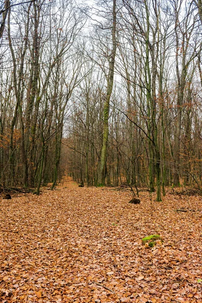 Buki Liściaste Lesie Mech Pniu Drzewa Piękne Jesienne Krajobrazy Listopadzie — Zdjęcie stockowe