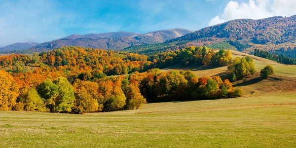 Herbstlandschaft Den Bergen Buchen Auf Dem Grashügel Wunderschönes Sonniges Wetter — Stockfoto