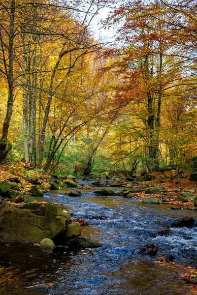 Pequeno Córrego Florestal Belo Outono Paisagem Natureza Árvores Folhagem Colorida — Fotografia de Stock