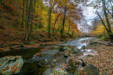 Küçük orman deresi. Güzel sonbahar doğa manzarası. Rengarenk ağaçlar, Sudaki kayalar