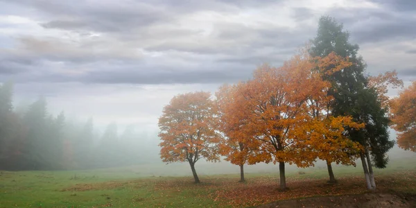 Bäume Nebel Auf Der Wiese Nebliges Herbstwetter Bedeckter Himmel Herbstzeit — Stockfoto