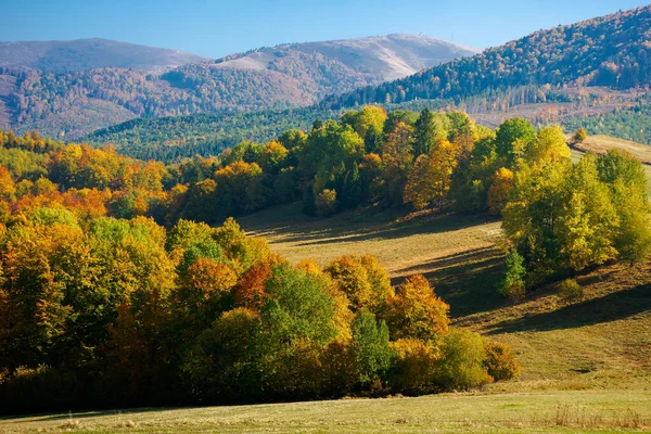 Bäume Buntem Laub Auf Den Hügeln Hügelige Landschaft Der Herbstsaison — Stockfoto