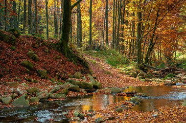 Sonbahar ormanındaki dağ nehri. Sahilde kayalar ve düşen yapraklar. Sarı ve kırmızı yapraklı ağaçlar. muhteşem doğa sonbahar manzarası
