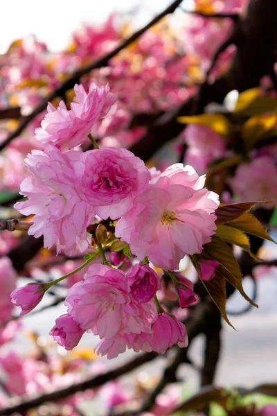 Rosafarbene Kirschblüte Einem Sonnigen Tag Naturschönheiten Frühling — Stockfoto