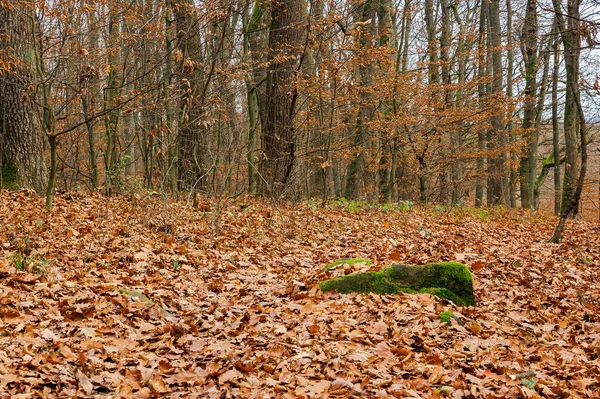 Bez Listí Buky Lese Mech Kmeni Stromu Krásná Podzimní Scenérie — Stock fotografie