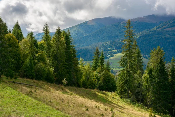 Forêt Épinettes Sur Prairie Dans Les Montagnes Temps Automne Ensoleillé — Photo