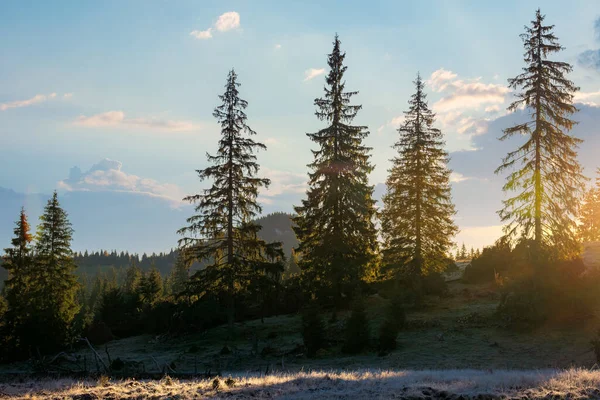 Floresta Coníferas Outono Nascer Sol Grama Seca Hoarfrost Prado Encosta — Fotografia de Stock