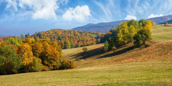 秋天的山景 草山上的山毛榉树 阳光灿烂的早晨 天气晴朗 — 图库照片