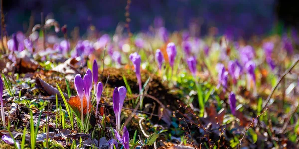 Crocus Virágok Záródnak Erdei Tisztáson Gyönyörű Természet Táj Egy Napsütéses — Stock Fotó