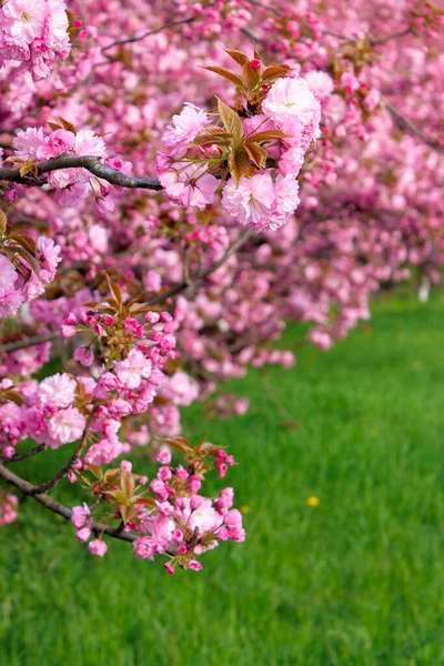 Rose Fleur Sakura Dessus Herbe Verte Beauté Nature Printemps — Photo