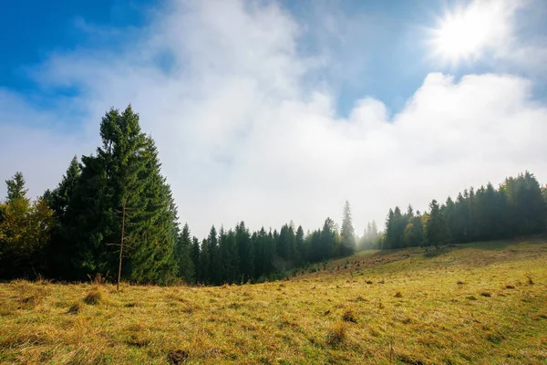 寒い秋の朝 霧の多い天気の風景 草原の上にスプルースの森 自然魔法の概念 — ストック写真