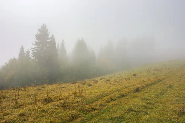 Kalter Herbstmorgen Nebelschwaden Fichtenwald Auf Der Wiese Magisches Konzept Der — Stockfoto