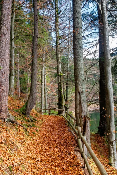 Cesta Lesem Krásná Podzimní Scenérie Dřevěný Plot Podél Lávky Pokrytý — Stock fotografie