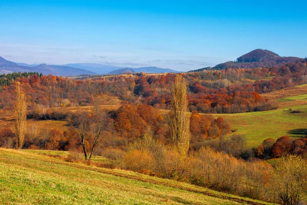 Bergige Landschaft Einem Sonnigen Tag Bäume Buntem Laub Auf Den — Stockfoto