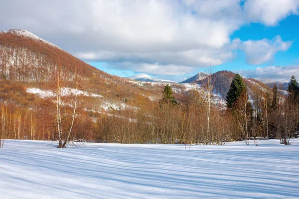 Dağlardaki Güneşli Kış Manzarası Karla Kaplı Çayırdaki Huş Ağaçları Canlı — Stok fotoğraf