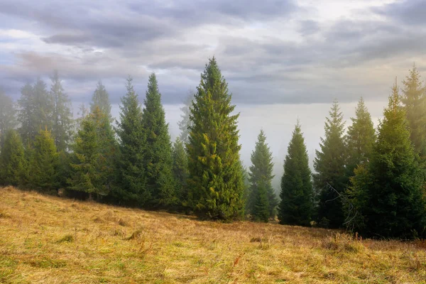 Холодное Туманное Утро Moody Weather Scenery Еловые Леса Травянистом Лугу — стоковое фото