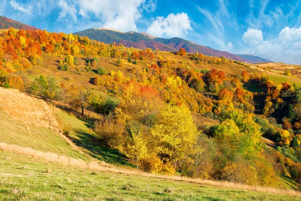 Paisaje Rural Temporada Otoño Árboles Colinas Montaña Cubiertas Hierba Colores —  Fotos de Stock