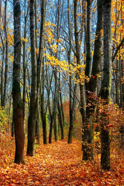 公園の日当たりの良い秋の景色 カラフルな葉の木 落ち葉で覆われた地面 季節性の変化 — ストック写真