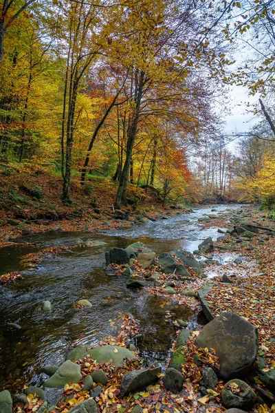 Rio Montanha Floresta Faia Belo Cenário Outonal Bosques Cárpatos Árvores — Fotografia de Stock