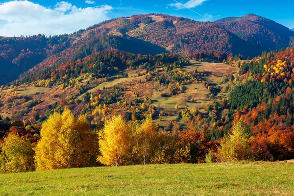 Landschaft Der Herbstsaison Bäume Auf Grasbewachsenen Berghügeln Herbstfarben Schönes Sonniges — Stockfoto