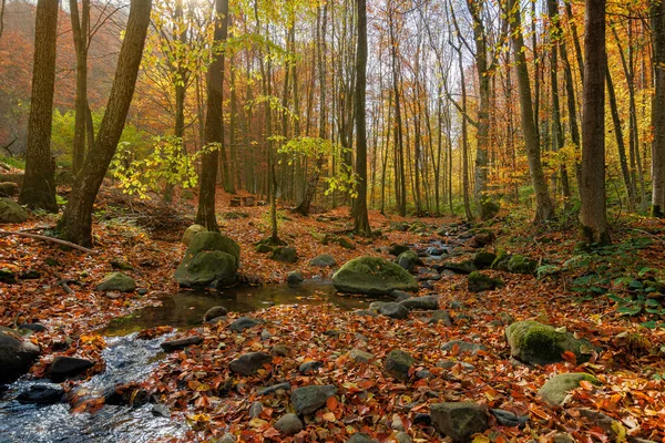 Potok Lesie Wspaniałe Krajobrazy Natury Słoneczny Jesienny Dzień Drzewa Kolorowych — Zdjęcie stockowe