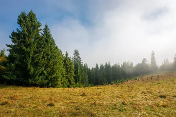 寒冷的秋日早晨 多雾的天气 草甸上的云杉林 自然魔法的概念 — 图库照片