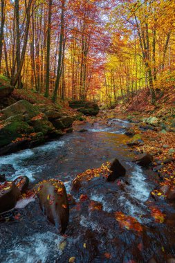 Sonbahar ormanındaki dağ deresi. Kayaların arasında su akıyor. Rengarenk ağaçlar, Sabah güneşli bir hava. Güzel doğa manzarası