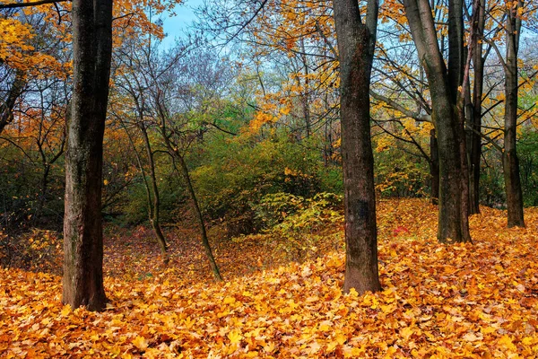 Sunny Autumn Scenery Park Trees Colorful Foliage Ground Covered Fallen — Stock Photo, Image