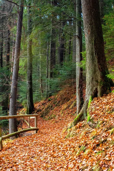 Cesta Lesem Krásná Podzimní Scenérie Dřevěný Plot Podél Lávky Pokrytý — Stock fotografie