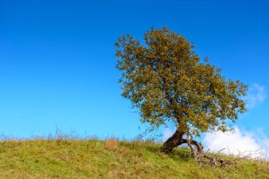 Sonbaharda kırsal manzara. Sabah ışığında çimenli tepede tek bir ağaç. Arka planda mavi gökyüzünde bulutlar. Eylül 'de mevsimsel hava değişimi