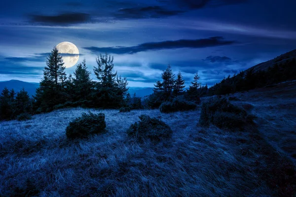Tepedeki bir çayırdaki köknar ağaçları geceleri dağlardaki kozalaklı ormanlara kadar uzanıyor. Dağlık arazi bulutlu gökyüzünün altında sonbaharın başlarında dolunay ışığında