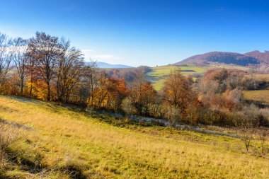 Sonbaharda kırsal alan. Yuvarlanan tepelerdeki ağaçlar. Sonbahar mevsiminde Transcarpathia kırsalının manzarası. Güneşli bir günde mavi gökyüzü manzarası
