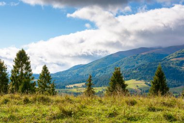 Dağ sırasının yamacında kozalaklı orman ve çayır var. Eylül 'de Karpat Dağı manzarası