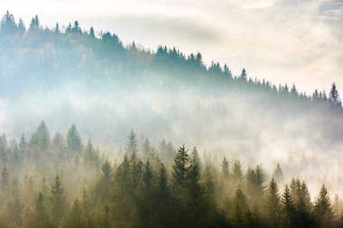 Ormanın içinde sis. Tepedeki parlak siste ladin ağaçları. Kasvetli bir atmosfer. Gün doğumunda dağlarda fantastik doğa manzarası. Bulutlu gökyüzü. Aşağıdan bak. Sıkıştırılmış telefoto resmi