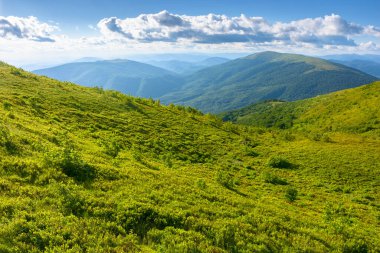 Yazın Transcarpathia Dağı manzarası. Akşam ışığında yeşil tepelerin ve alp çayırlarının güzel manzarası. Mavi gökyüzünde bulutlu manzara. seyahat için doğal ortam arka planı