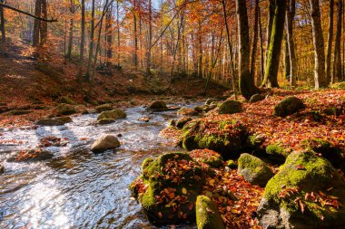 Sonbahar ormanındaki dağ nehri. Sonbahar mevsiminde Karpatlar 'ın doğa manzarası. Güneşli bir günde ilkel kayın ormanlarında akan sudaki kayalar.