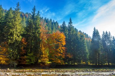 Sonbaharda nehir olan dağ manzarası. Ukrayna 'nın parlak akşam ışığında renkli bir seyahat geçmişi var. Sonbahar sezonunda sinnevyr Ulusal Parkı 'nın güzelliğini keşfedin.