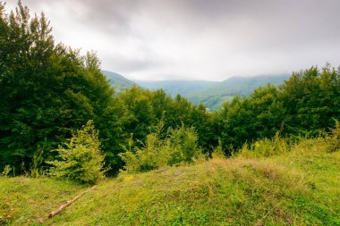 Sonbaharda Carpathian kırsal arazisi. Çimenli çayırlar ve uzak vadiye doğru uzanan tepelerdeki orman yamaçları. Gri bulutlu bulutlu bulutlu yağmurlu hava
