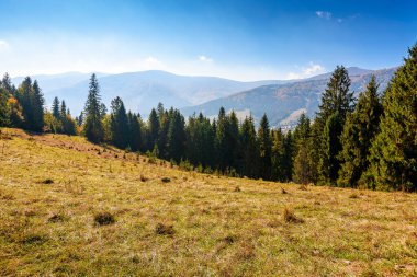 Sonbaharda çayırın arkasındaki kozalaklı ormanın manzarası. Güneşli bir gün. Mavi gökyüzü ve Ukrayna 'nın Borzhava sırtı ile doğa arka planı. Transcarpathia Alp Ormanı