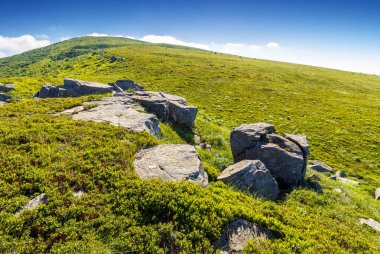 Dağlardaki harika yaz manzarası. Yeşil yamaçtaki çimenli çayırlarda kayalar ve kayalar. Sabah ışığında güzel bir manzara. Ukrayna Karpatları mavi gökyüzü altında Alp manzarası