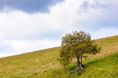 Sonbaharda kırsal manzara. Sabah ışığında çimenli tepede tek bir ağaç. Arka planda mavi gökyüzünde bulutlar. Eylül 'de mevsimsel hava değişimi